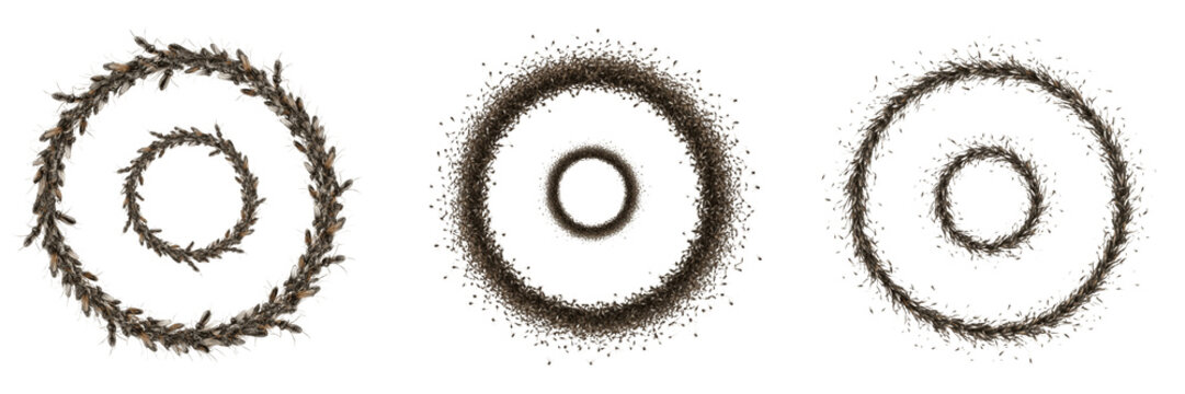 Swarm of insects forming scattered pattern, Muscidae family, housefly random distribution flight lines, filth fly scavenging dispersal tracking layout, barn sanitation tracking chart index