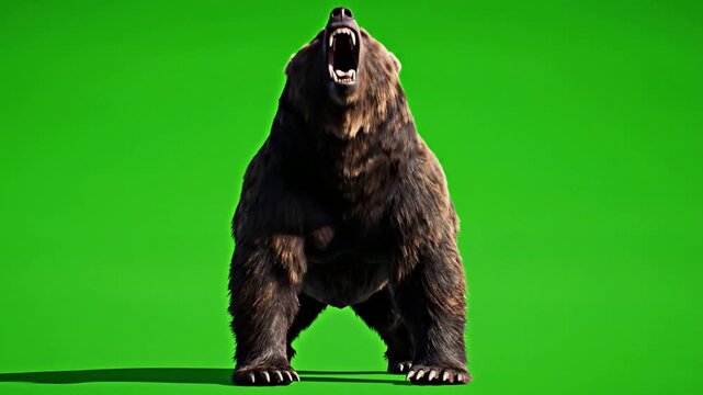Aggressive grizzly bear standing and roaring on green screen, 3 d rendered wildlife animation for compositing