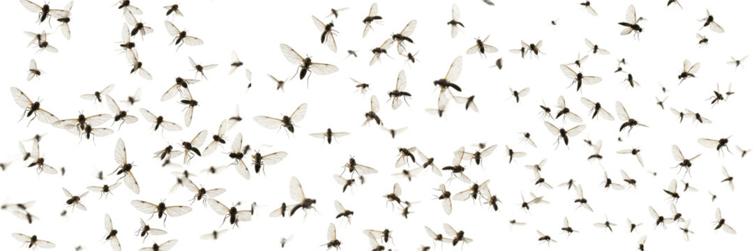 Swarm of insects casting soft shadows, Coturnix japonica parasite group, feather lice floor level studio anchor drop shadow zone, wingless flattened body perimeter alignment framework card