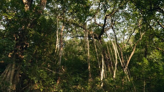 Tropical jungle with hanging vines and dense green foliage under the warm light of the afternoon sun, revealing the wild and untouched beauty of a lush, ancient rainforest ecosystem