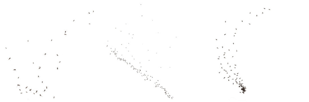 Swarm of insects forming dense cloud, Chironomus plumosus, non-biting lake midge twilight mating aggregation swarm, plume antennae sensory array flight line trajectory corridor mapping guide chart
