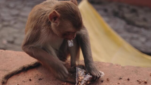 Small rhesus macaque sitting on a stone wall, skillfully opening a plastic bag to eat peanuts, illustrating the interaction between wildlife and human waste in an urban environment