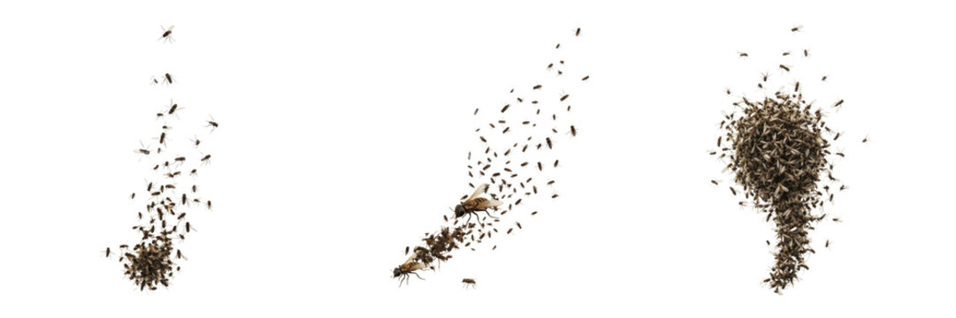 Swarm of insects tightly packed cluster, Dermanyssus gallinae, poultry red mite high-density crack crevice hiding base, poultry house hematophagous acari parasite veterinary tracking layout index