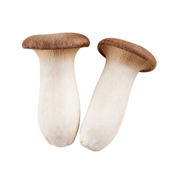 새송이버섯 Mushroom Saesong-I