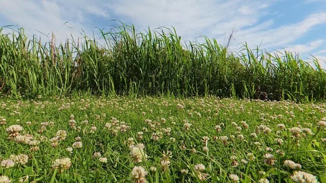Static low angle shot of clovers and tall weeds swaying in the wind under a blue sky