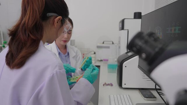 The laboratory is arranging cultured muscle cell structures within a biosafety cabinet. The samples are showing the growth of synthetic tissue.