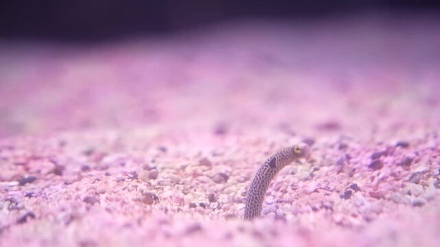 Garden eels, Heterocongrinae in a glass cabinet.