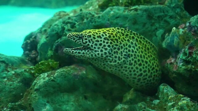 Giant Moray Eel - Gymnothorax Nudivomer while let to a cleaner fish to do its job on coral reef of Maldives.