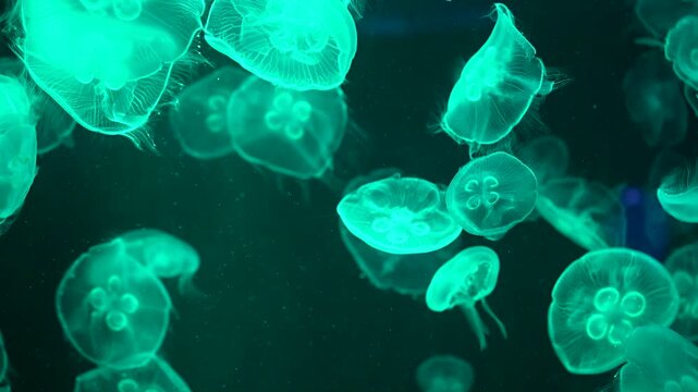 Closeup of Sea Moon jellyfish translucent blue light color and dark background.Aurelia aurita swimming underwater shots glowing jellyfish moving in water