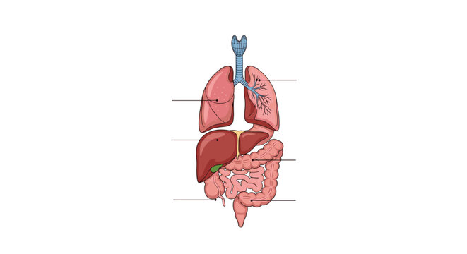 Diagram of human torso organs including the lungs liver gallbladder and intestines with labels for biological study and medical education.