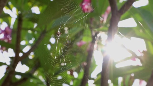 Spiny Orb Weaver Spider Web