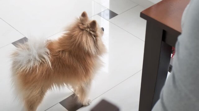 Small pomeranian dog standing on indoor tiled floor waiting for attention from person sitting near table.