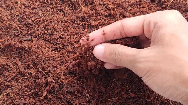 Organic cocopeat for gardening and agriculture. Natural cocopeat for planting media