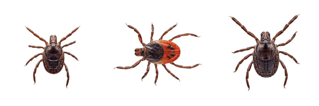 Deer tick, Ixodes scapularis, detailed legs visible, Ixodidae family, blacklegged tick specimen, lyme disease spirochete vector organism, veterinary medical entomology morphology identification