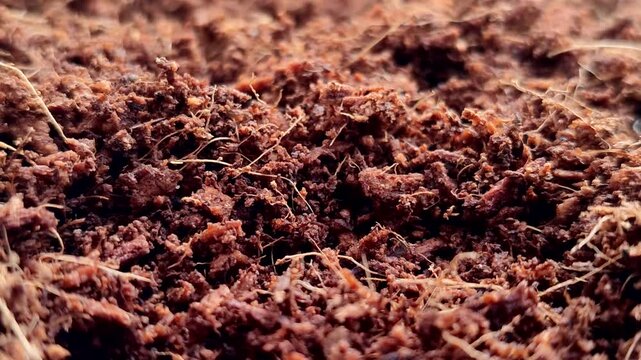 Organic cocopeat for gardening and agriculture. Natural cocopeat for planting media