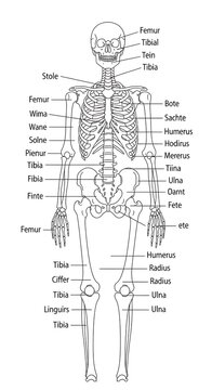 Human skeleton anatomy diagram with labeled bones.