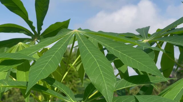 Close Up of Cassava Leaves Fluttering Outdoors