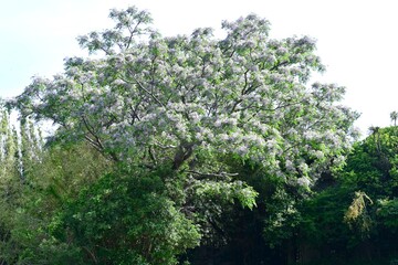 Fototapeta premium Chinaberry (Melia azedarach) flowers. Meliaceae deciduous medicinal plant. It produces numerous pale purple, five-petaled flowers in early summer.
