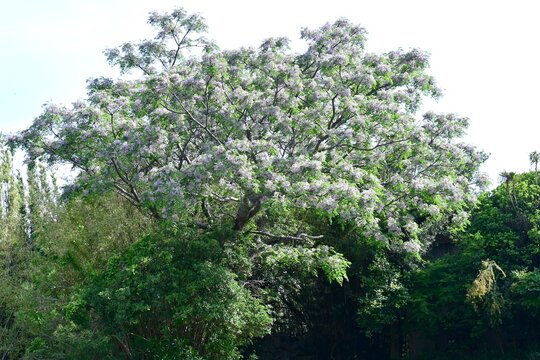 Chinaberry (Melia azedarach) flowers. Meliaceae deciduous medicinal plant. It produces numerous pale purple, five-petaled flowers in early summer.