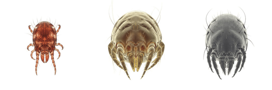 Mite, Dermanyssus gallinae, microscopic style imaging, Dermanyssidae family, poultry red mite specimen, avian hematophagous acari parasite, veterinary poultry husbandry diagnostics guide