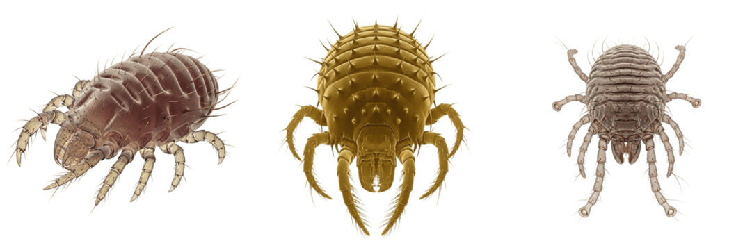 Scabies mite, Sarcoptes scabiei var canis, epidermal burrowing track profile, Sarcoptidae family, hyperkeratosis skin lesions vector, veterinary companion animal scabies diagnostics reference