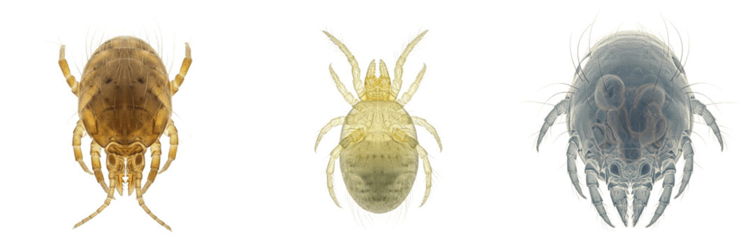 Mite top view, Dermanyssus gallinae, dorsal idiosyncutum shield symmetry, Dermanyssidae family, peritreme breathing tube placement layout, insect taxonomy anatomical identification template card
