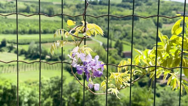 Purple Wisteria Flowers Climbing a Metal Fence Overlooking Piedmont Vineyards