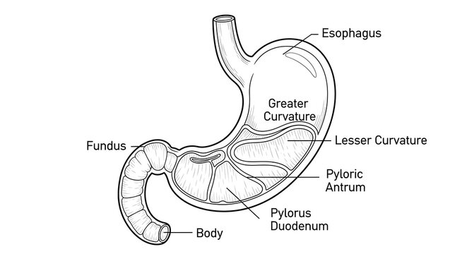 Labeled diagram of human stomach anatomical structure.