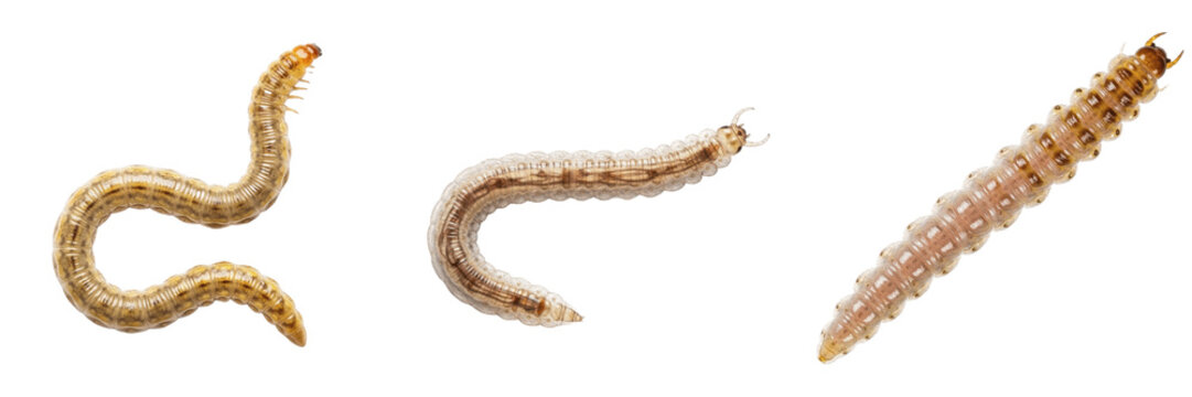 Parasitic worm, Toxocara canis, canine roundworm nematode specimen, Ascarididae family, visceral larva migrans vector organism, veterinary companion pet internal medicine pathology reference