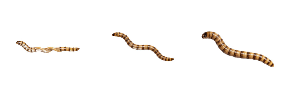 Worm stretched, Ascaris lumbricoides, linear axis body elongation layout, Ascarididae family, human ascariasis helminth pathogen, full length somatic worm morphology tracking, medical reference