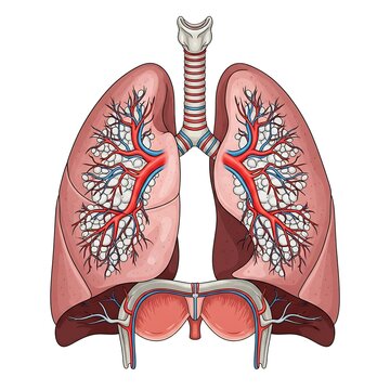 Colorful anatomical illustration of human lungs with bronchial tree.