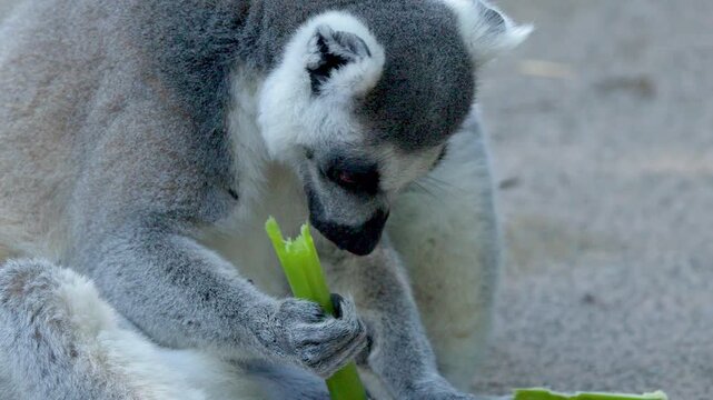 Ring-Tailed Lemur Sitting on Ground and Eating a Bamboo Branch
