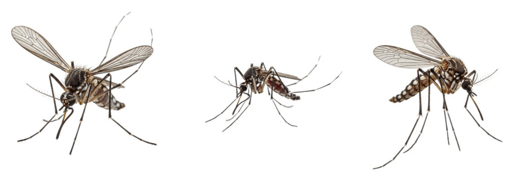 Mosquito farm pest, Culex pipiens, Culicidae family, dipteran hematophagous disease vector, aquatic larva lifecycle, bloodmeal seeking female behavior, livestock barn habitat orientation profile