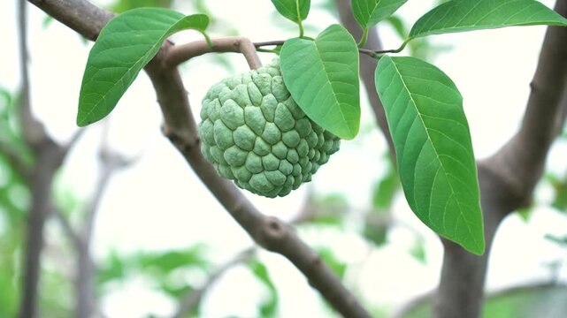 Green natural fruits. Custard apple, Fruit on the tree.