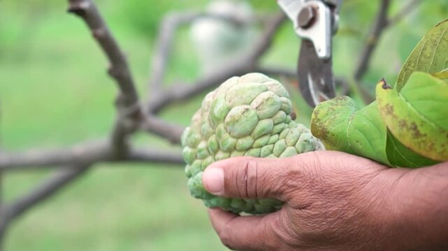 Green natural fruits. Custard apple, Fruit on the tree.