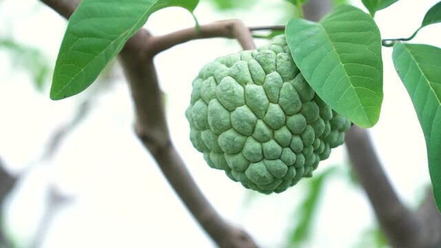 Green natural fruits. Custard apple, Fruit on the tree.