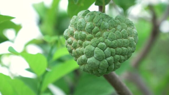 Green natural fruits. Custard apple, Fruit on the tree.