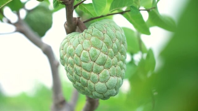 Green natural fruits. Custard apple, Fruit on the tree.