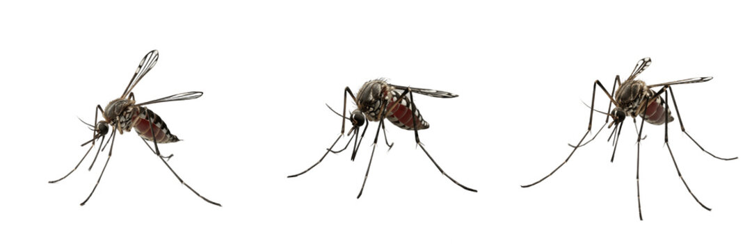 Mosquito top view, Aedes albopictus, dorsal symmetry pattern, Culicidae family, asian tiger mosquito specimen, white median longitudinal thoracic stripe, abdominal tergites bands alignment