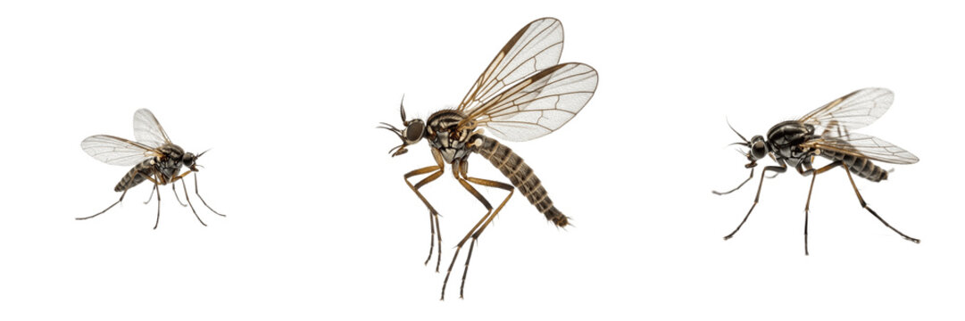 Gnat, Sciara hemerobioides, dark-winged fungus gnat, Sciaridae family, nematoceran dipteran pest, organic matter decomposer, greenhouse agricultural nuisance, soil substrate habitat profile