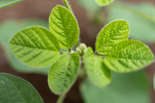 Close Up of Edamame Growing Tip in a Home Garden