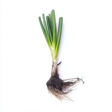 Fresh organic green onion with rich soil on white background