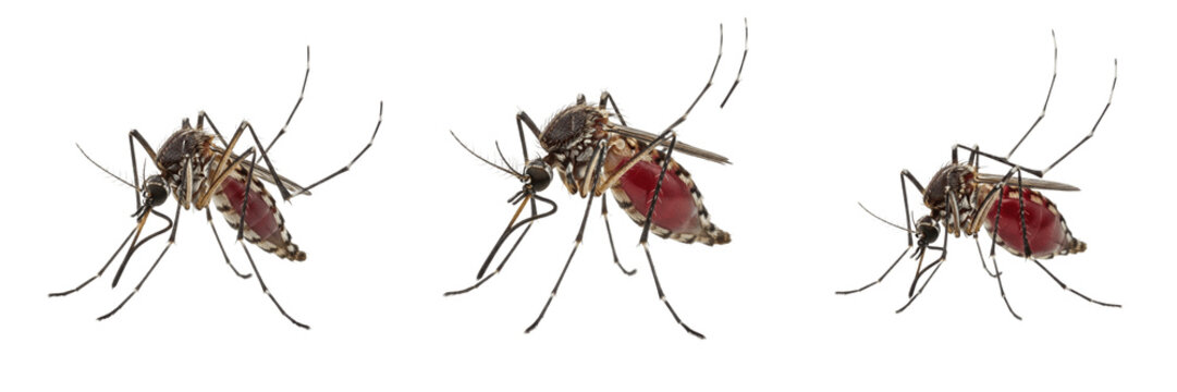 Mosquito feeding pose, Anopheles quadrimaculatus, angled abdomen blood suction, Culicidae family, hematophagous engorgement phase, salivary anticoagulant injection, host capillary localization