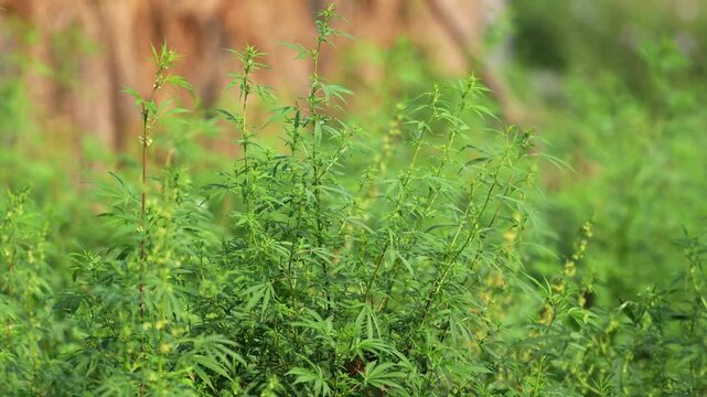 View of green cannabis plants growing in a lush field under natural light Nepal.
