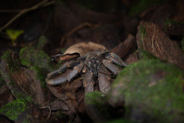 Coconut crab from the Solomon Islands  © Joakim