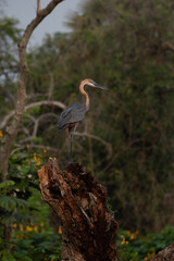 Obraz premium Goliath Heron perched along the river Nile, Uganda 