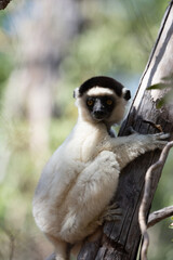 Fototapeta premium Sifaka Lemur perched in a tree