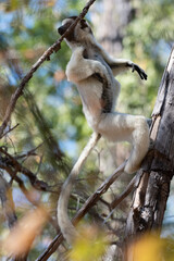 Fototapeta premium Sifaka Lemur jumping between the trees