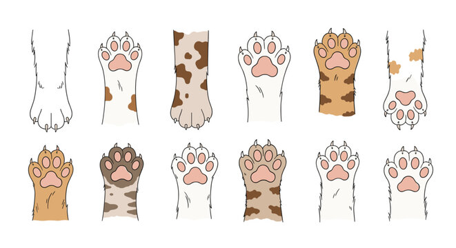 Collection of various domestic cat paw patterns and fur colors showing different markings like spots, stripes, and solid tones for pet lovers.
