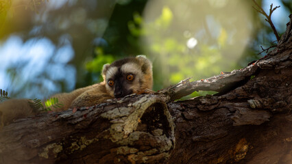 Fototapeta premium Red-Fronted Lemur in Madagascar